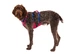 Легка шлейка для собак Ruffwear Flagline™ L/XL 81-107 см Малиновий - зображення 8