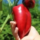 Семена сладкого перца Слоновое ухо, Superior, 20 шт. - изображение 3