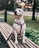 Шнурок для адресника из паракорда WAUDOG Smart ID, светоотражающий, 25-45 см 4 мм Красный (60383) - изображение 10