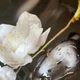 Вініловий кухонний фартух Білі квіти на каменях 2 (наклейка для кухні ПВХ плівка скіналі) Чорний 600*2500 мм - зображення 8