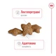Сухой корм Royal Canin Mini Adult 2 кг (30010200) - изображение 6