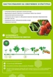 Добриво біостимулянт Амалгерол Ессенс 15 мл Sumi Agro - зображення 5