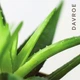 Професійний заспокійливий шампунь для чутливої шкіри голови Davroe Scalp Remedy Shampoo 325 ml - изображение 2