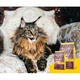 Сухий корм для кішок Josera Senior 400 г (4032254757818) - зображення 7