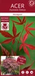 Японский клен Japanese maple, acer palmatum Bloodgood Best Seller, 70-90см, горщик 18" - изображение 2