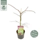 Японский клен Japanese maple, acer palmatum Inaba-shidare, 60-80см, объем горшка 3л - изображение 4