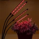 Фитолампа для растений на 4 ветки светодиодная LED с таймером USB 20Вт, настольная лампа для роста и цветения, комнатных и тепличных растений с клипсой-зажимом и USB питанием, красный, фиолетовый и синий свет Черная LP-418 - изображение 5