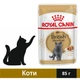 Влажный корм Royal Canin British Shorthair Adult для кошек 85 г (9003579001257) - изображение 1