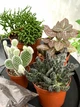 Набір для створення флораріуму "Plants room" - зображення 3
