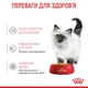 Вологий корм для котят Royal Canin Kitten Jelly 85 г (домашній птах) - зображення 2