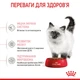 Сухий корм для кошенят Royal Canin Kitten 4 кг - изображение 4