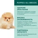 Влажный корм для щенков Optimeal Puppy с индейкой и морковью в соусе 100 г (4820215369619) - изображение 3