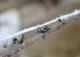 Липкий шнур для мух Sticky Fly Cord 400м - изображение 2