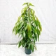 Фікус Амстел Кінг, Ficus Amstel King, висота 70-80см, горщик ⌀17 - изображение 1