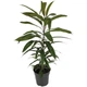 Фікус Амстел Кінг, Ficus Amstel King, висота 70-80см, горщик ⌀17 - изображение 3