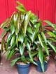 Фікус Амстел Кінг, Ficus Amstel King, висота 70-80см, горщик ⌀17 - изображение 2