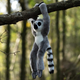 Maskotka One for Fun Animigos Lemur na rzepy 35 cm (5038728150702) - obraz 3