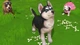 Little Friends Puppy Island (Switch) - изображение 5