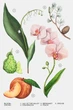 Парфюмированная вода для женщин ZARA Orchid 90 мл - изображение 3