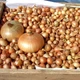 Лук сеянный "Senshuy" озимый 500 гр (озимый) - изображение 2