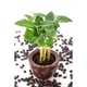 Семена Кофейное дерево Арабика 5 шт. Gl Seeds - изображение 2