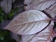 Слива Писсарди Prunus cerasifera Pissardii, 180-220см, объем горшка 25л - изображение 2
