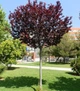 Слива Писсарди Prunus cerasifera Pissardii, 180-220см, объем горшка 25л - изображение 3