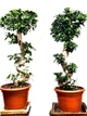 Фікус Бонсай Bonsai Ficus, висота 100 - 120 см, об`єм горщику 7л - изображение 1