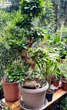 Фікус Бонсай Bonsai Ficus, висота 100 - 120 см, об`єм горщику 7л - изображение 2