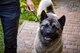 Ультралегкий ошейник контроллер рывковая удавка для собак Good Dog коричневый - изображение 6