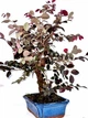 Бонсай Лоропеталум Loropetalum, горщик ⌀24, висота 40-50см - изображение 3