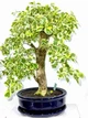 Бонсай Дуранта Duranta Variegata, горщик ⌀20, висота 40-50см - изображение 2