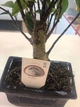 Фікус Ретуза Bonsai Ficus retusa, h 30 - 35 см, керамічний горщик - изображение 2