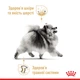 Корм Royal Canin Pomeranian Adult сухой для собак породы померанский шпиц 1.5 кг - изображение 3
