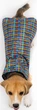 Дощовик для собак з капюшоном Barksi Textile М Картатий (17548718) - зображення 7