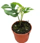 Монстера Tetrasperma variegata, горщик ⌀12 - зображення 1