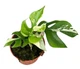 Монстера Tetrasperma variegata, горщик ⌀12 - зображення 3