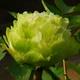 Саженцы Пион Green Jade Lu Mu Ying Yu древовидный Китайский (316010) - изображение 2