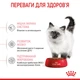 Корм Royal Canin Kitten сухой для котят 2 кг - изображение 4