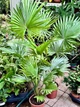 Пальма Livistona Rotundifolia ⌀17, висота 80-100см - изображение 2