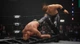 AEW Fight Forever (PS4) - изображение 6