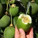 Пасіфлора маракуйя (Passiflora incarnata), Північна інкарната, насіння (10 шт) - зображення 2