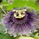 Пасіфлора маракуйя (Passiflora incarnata), Північна інкарната, насіння (10 шт) - зображення 4