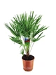 Пальма веерная Хамеропс Chamaerops Humilis, H 110-120см, Ø21 см - изображение 1