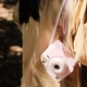 Набір Камера моментального друку Fujifilm INSTAX Mini 12 Blossom Pink / Чохол рожевий / Фотопапір на 20 знімків / Фотоальбом рожевий на 108 знімка - зображення 3