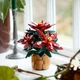 Конструктор LEGO Botanicals Молочай-рождественник 608 деталей (10370) - изображение 3