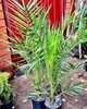 Пальма Финик Канарский Phoenix Canariensis, высота 45-55см, объём горшка 1,5л (RG060-1) - изображение 3