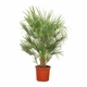 Пальма веерная Хамеропс Chamaerops Humilis, H 150-160см, Ø30см - изображение 1