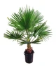 Пальма Washingtonian Robustata , горщик ⌀40, висота 150-170см - изображение 1