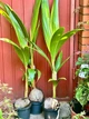 Пальма Cocos Dearf Golden Malay , горщик ⌀19, висота 90-100см - изображение 2
